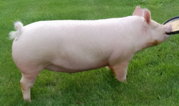 盤點全世界最昂貴的動物 一只豬27萬美元?一只鴿子140萬美元?盤點史上最昂貴的6只動物