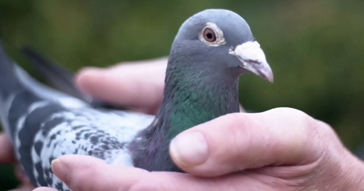 盤點全世界最昂貴的動物 一只豬27萬美元?一只鴿子140萬美元?盤點史上最昂貴的6只動物