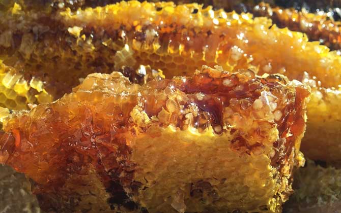 養(yǎng)蜂人怎么打造蜂蜜品牌(怎么做好品牌) 養(yǎng)蜂人怎么打造蜂蜜品牌(怎么做好品牌)