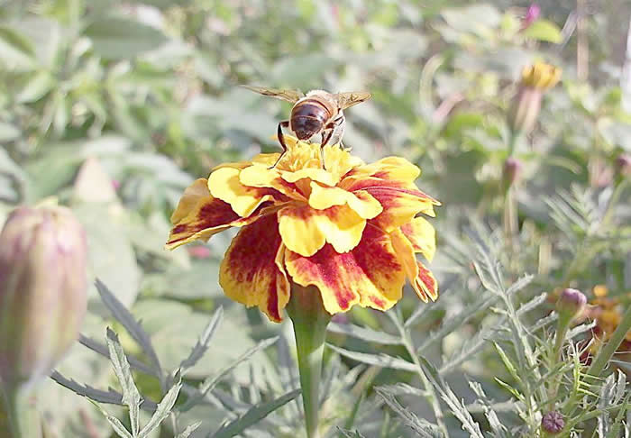 【蜜蜂知識(shí)】蜂王不產(chǎn)卵是什么原因? 蜂王不產(chǎn)卵是什么原因?