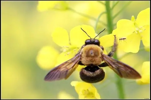蜜蜂寓意和象征(蜜蜂的象征意義是什么) 蜜蜂寓意和象征(蜜蜂的象征意義是什么)