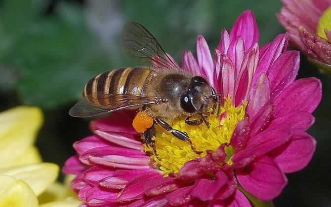 蜜蜂自然分蜂一般飛多遠(yuǎn)? 自然分蜂