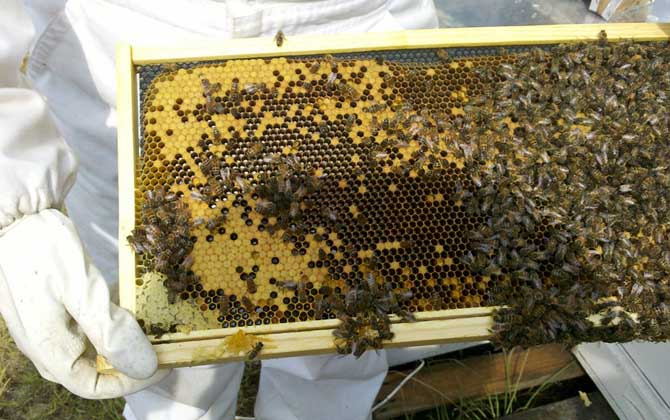 一脾松丹一號意蜂快速繁殖方法(意蜂一脾速繁法及注意事項) 一脾松丹一號意蜂快速繁殖方法(意蜂一脾速繁法及注意事項)