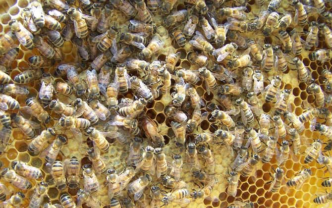 一脾松丹一號意蜂快速繁殖方法(意蜂一脾速繁法及注意事項) 一脾松丹一號意蜂快速繁殖方法(意蜂一脾速繁法及注意事項)