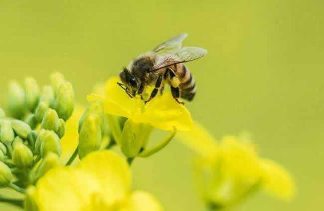 蜜蜂的優點有哪些 蜜蜂的優點有哪些
