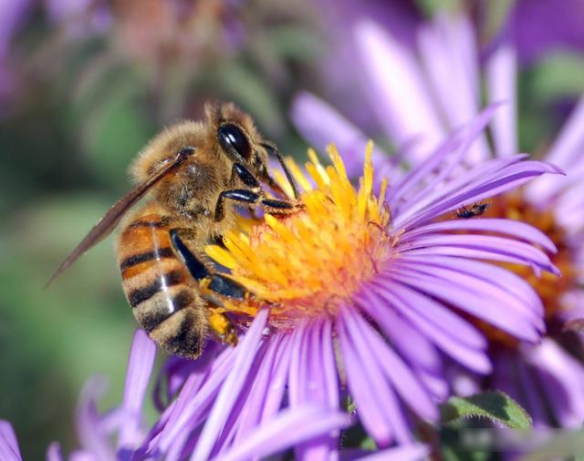 養(yǎng)蜂需要買蜂王嗎(買一只蜂王怎么養(yǎng)) 養(yǎng)蜂需要買蜂王嗎(買一只蜂王怎么養(yǎng))