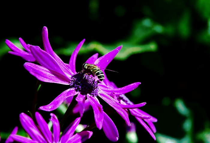 中蜂囚王后處女王會分蜂嗎？