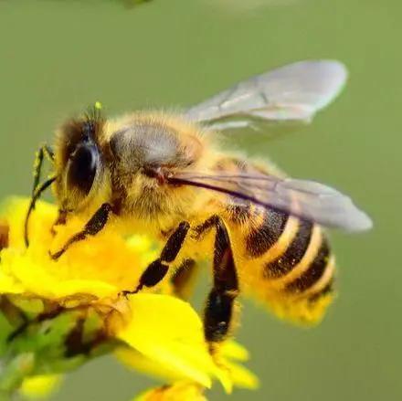怎么培育虎頭蜂蜂王(虎頭蜂怎么培育蜂王) 怎么培育虎頭蜂蜂王(虎頭蜂怎么培育蜂王)