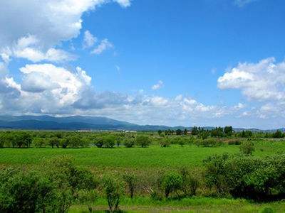 東北黑蜂 東北黑蜂