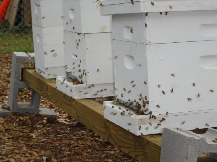 養蜂春繁濕度大怎么辦(風向潮濕的原因和處理辦法) 養蜂春繁濕度大怎么辦(風向潮濕的原因和處理辦法)