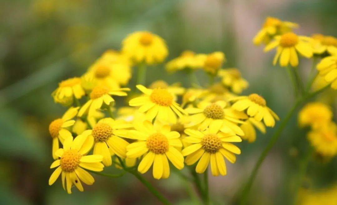 黑龍江蜜源植物介紹(黑龍江省有哪些蜜源植物) 黑龍江蜜源植物介紹(黑龍江省有哪些蜜源植物)