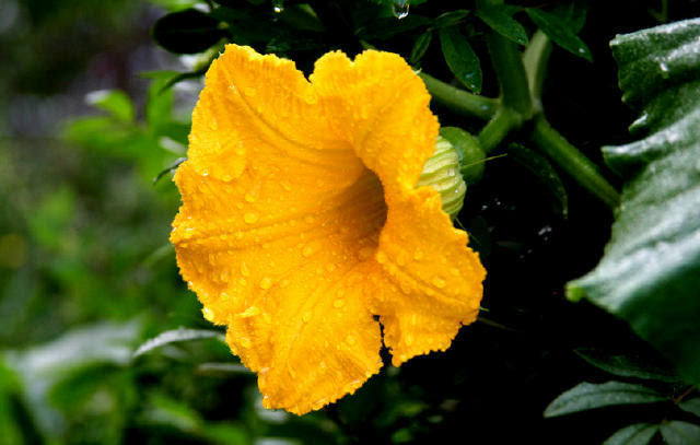 黑龍江蜜源植物介紹(黑龍江省有哪些蜜源植物) 黑龍江蜜源植物介紹(黑龍江省有哪些蜜源植物)