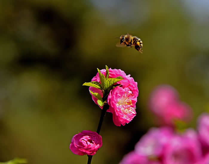 【蜜蜂知識】意大利蜂最怕什么? 意大利蜂最怕什么?