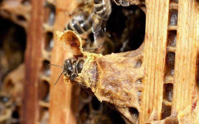 人工育王 人工育王