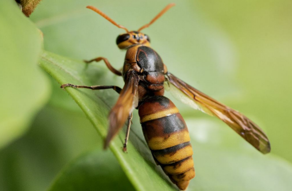 不傷害馬蜂最簡單的驅趕方法（趕走馬蜂最好辦法）
