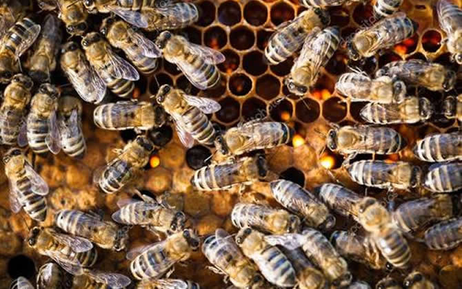 阿壩中蜂 阿壩中蜂