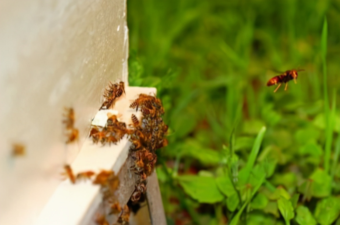 夏季養蜂如何消滅胡蜂(養蜂怎么防胡蜂) 夏季養蜂如何消滅胡蜂(養蜂怎么防胡蜂)