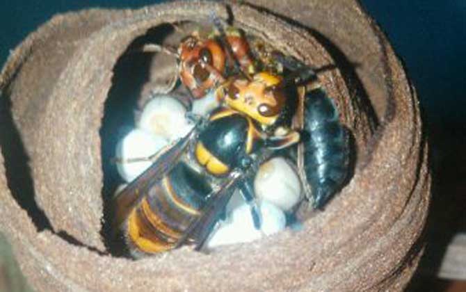 夏季養蜂如何消滅胡蜂(養蜂怎么防胡蜂) 夏季養蜂如何消滅胡蜂(養蜂怎么防胡蜂)