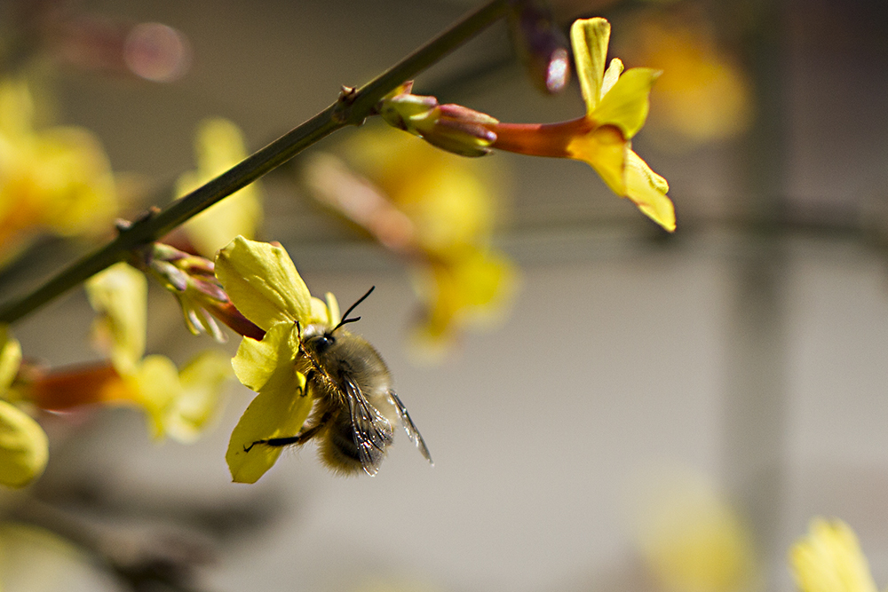 蜜蜂的信息素是什么(蜜蜂的信息素主要有哪些) 蜜蜂的信息素是什么(蜜蜂的信息素主要有哪些)