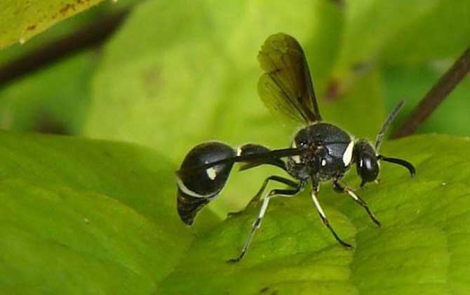 細(xì)腰蜂 細(xì)腰蜂