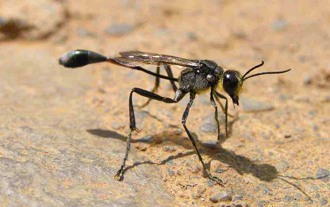 細(xì)腰蜂 細(xì)腰蜂