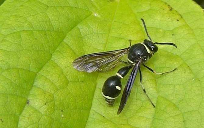 細(xì)腰蜂 細(xì)腰蜂