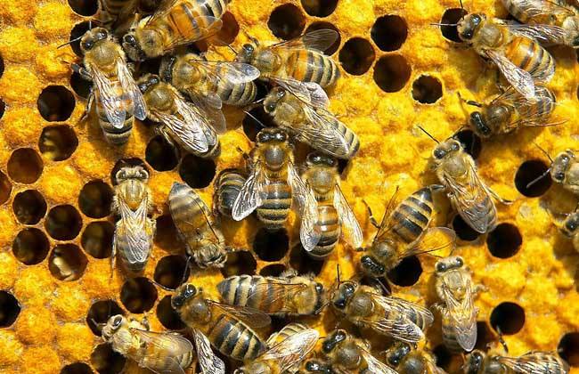 【蜜蜂養殖】蜂王夏季為什么會停止產卵?養蜂人應該如何應對? 蜂王夏季為什么會停止產卵?養蜂人應該如何應對?