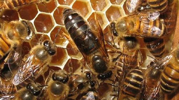 【蜜蜂養殖】蜂王夏季為什么會停止產卵?養蜂人應該如何應對? 蜂王夏季為什么會停止產卵?養蜂人應該如何應對?