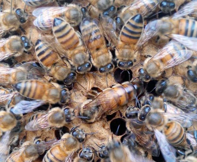 【蜜蜂養殖】蜂王夏季為什么會停止產卵?養蜂人應該如何應對? 蜂王夏季為什么會停止產卵?養蜂人應該如何應對?