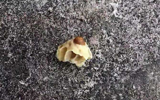 急造王臺(tái)期間會(huì)工產(chǎn)嗎 急造王臺(tái)期間會(huì)工產(chǎn)嗎