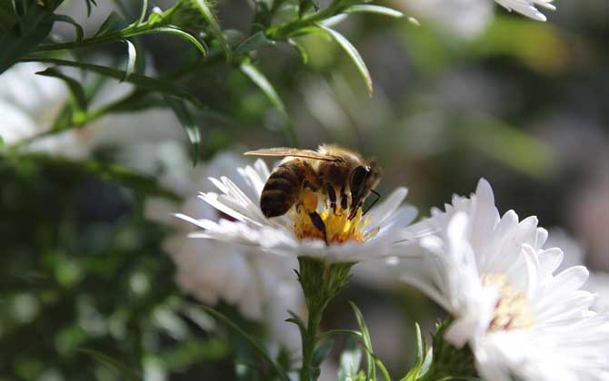 蜜蜂飛進(jìn)花蜜里如何采蜜 蜜蜂飛進(jìn)花蜜里如何采蜜