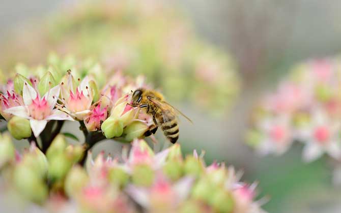 蜜蜂飛進(jìn)花蜜里如何采蜜 蜜蜂飛進(jìn)花蜜里如何采蜜