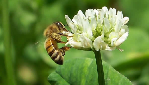 【蜜蜂知識】什么品種的中蜂蜂王最好？
