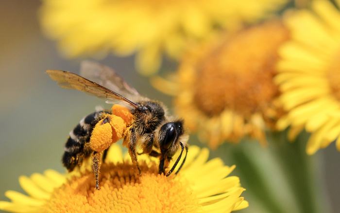 【蜜蜂知識】意大利蜜蜂一年可以繁殖幾箱? 意大利蜜蜂一年可以繁殖幾箱?