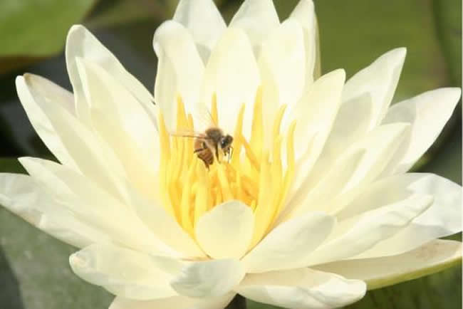 養(yǎng)50箱蜜蜂能掙多少錢?