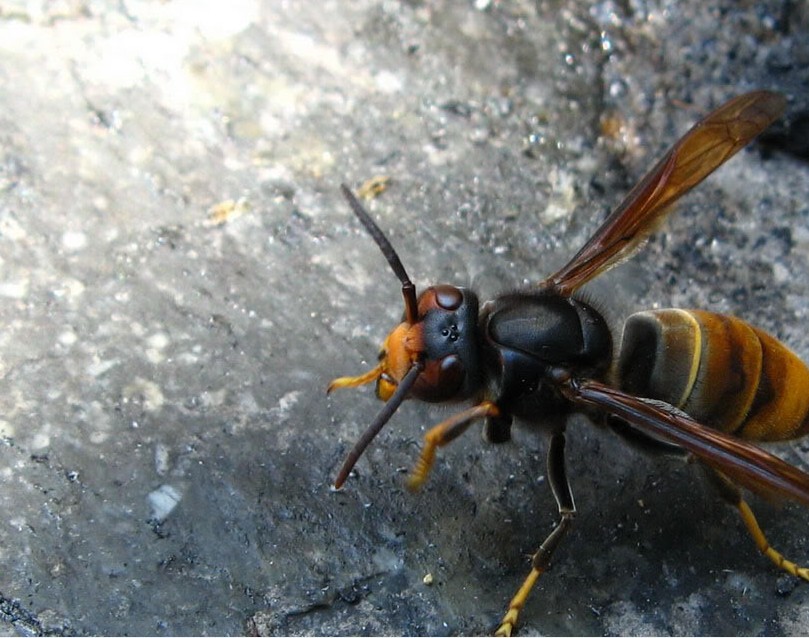 胡蜂采食飛多遠去采(一般馬蜂帶食每分鐘飛多少米) 胡蜂采食飛多遠去采(一般馬蜂帶食每分鐘飛多少米)