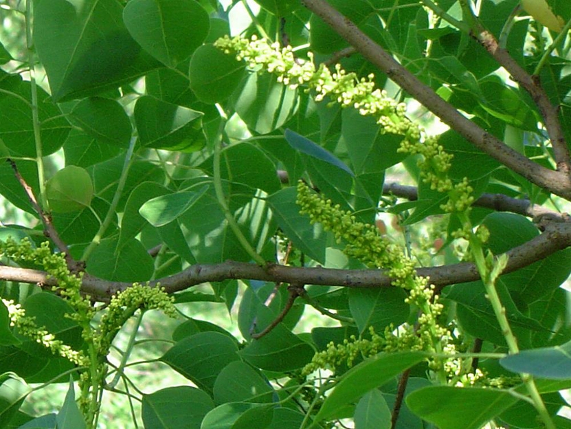 我國常見的蜜源樹種有哪些(什么樹蜜源最好) 我國常見的蜜源樹種有哪些(什么樹蜜源最好)