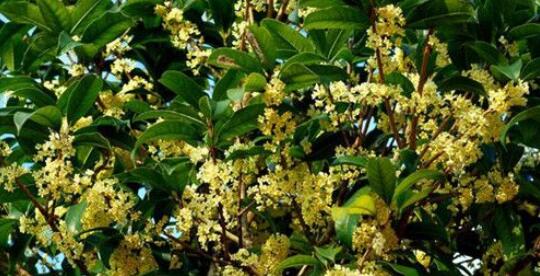 野桂花什么時候開花（桂花每年什么時候開花）