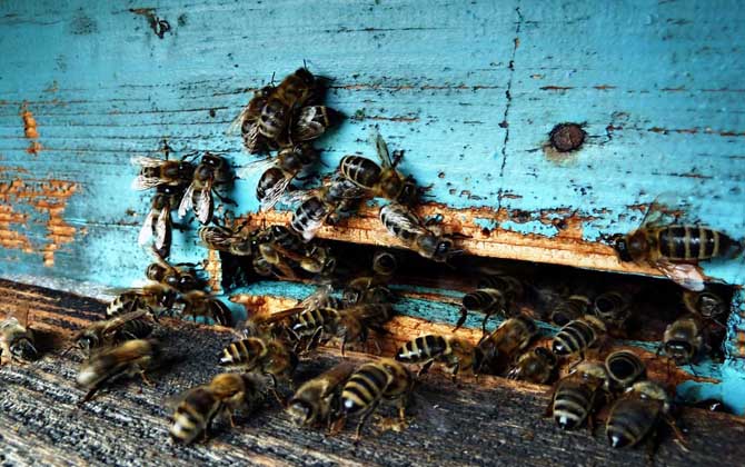 偵察蜂來(lái)了多久會(huì)來(lái)蜂