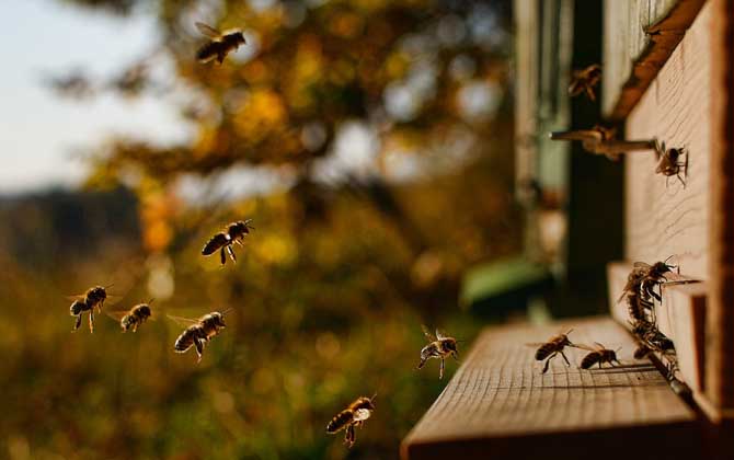 偵察蜂來(lái)了多久會(huì)來(lái)蜂