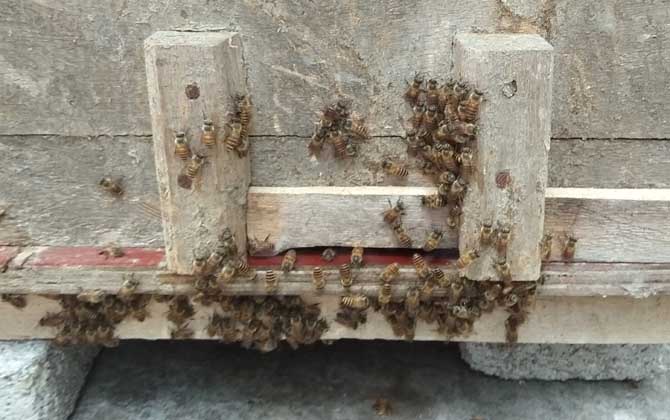 阿壩中蜂為什么容易起盜(中蜂為什么會(huì)起盜) 阿壩中蜂為什么容易起盜(中蜂為什么會(huì)起盜)