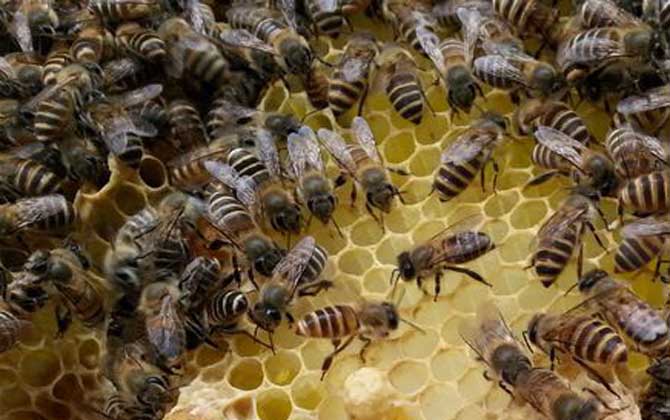 中蜂群數量最多能有多少(中蜂最大的蜂群能有多大) 中蜂群數量最多能有多少(中蜂最大的蜂群能有多大)