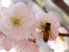 老年工蜂是什么顏色(偵查蜂和工蜂怎么區別) 老年工蜂是什么顏色(偵查蜂和工蜂怎么區別)