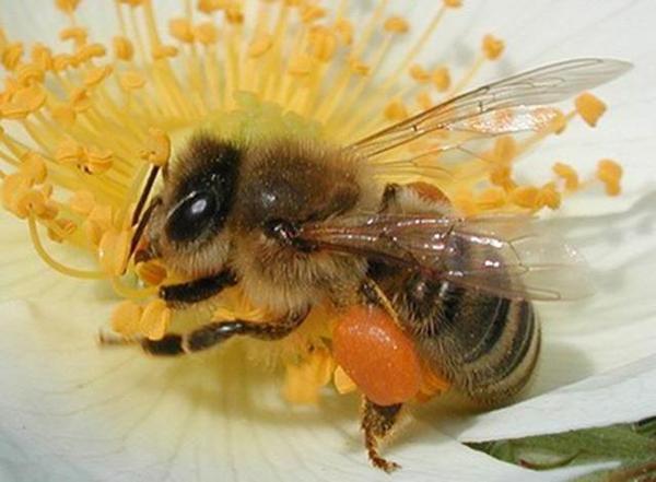 養(yǎng)50箱中華蜜蜂能掙多少錢（養(yǎng)蜜蜂能賺大錢嗎）