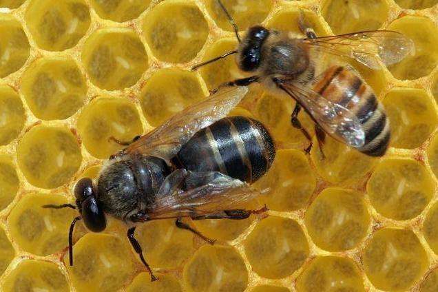 殺死蜂王蜜蜂會怎么樣(蜂王死了其他蜜蜂怎么辦) 殺死蜂王蜜蜂會怎么樣(蜂王死了其他蜜蜂怎么辦)