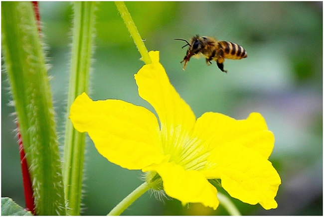 為什么要關蜂王？