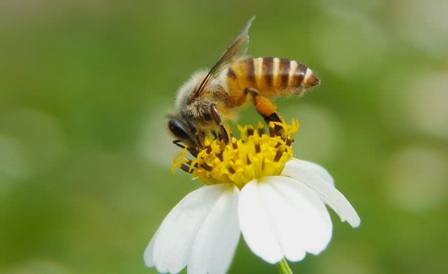 松丹一號可以定養(yǎng)嗎(西方蜜蜂品種介紹) 松丹一號可以定養(yǎng)嗎(西方蜜蜂品種介紹)