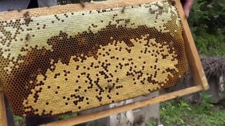 購買蜜蜂巢礎技巧(巢礎多少錢一張) 購買蜜蜂巢礎技巧(巢礎多少錢一張)