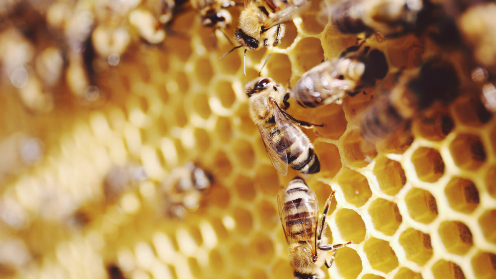 購買蜜蜂巢礎技巧(巢礎多少錢一張) 購買蜜蜂巢礎技巧(巢礎多少錢一張)