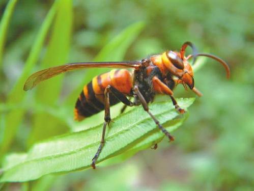 夢到中國大虎頭蜂(解夢中國大虎頭蜂) 夢到中國大虎頭蜂(解夢中國大虎頭蜂)